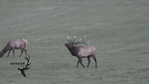 Monarch Bull Elk In His Element