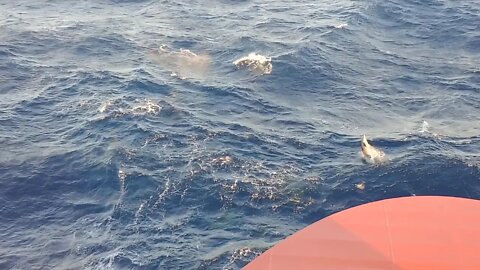 Dolphins at Play far out in the Gulf of Mexico