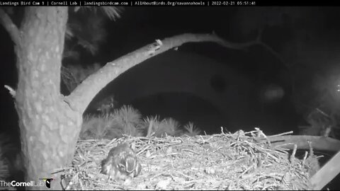 Owlet Feeding-Morning 🦉 2/21/22 5:51