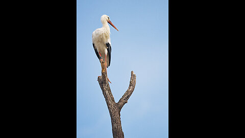 Stork