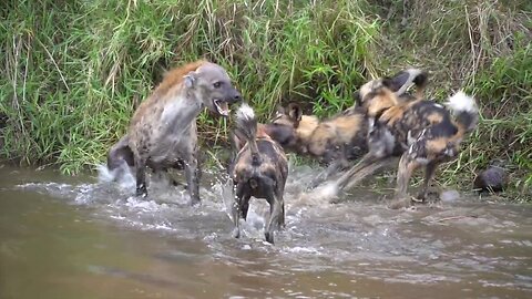 Vicious attack on hyenas by pack of wild dogs