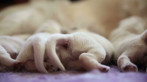 Newborn Golden Retriever puppies suck breast milk77