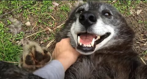 A very happy wolf