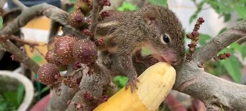 Funny animal video 🐿🐿