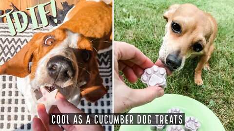 Homemade Cool As A Cucumber Dog Treats