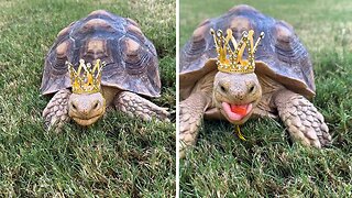 King tortoise enjoys red peppers in crown