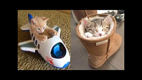 Baby Cats - Cute and Funny Cat Videos Compilation #1 | Comedy Crush