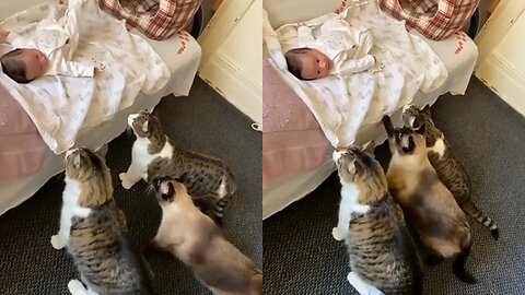 Affectionate cats appreciate the newborn baby