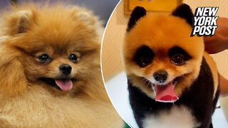 Pomeranian makeover causes panda-monium