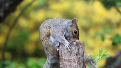 Funny squirrels looking for food on their own