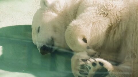 Male polar bear (Ursus maritimus) in the zoo (2)