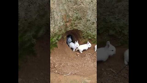 Conejos saliendo de la madriguera, crianza al aire libre. #bunny #conejo #rabbits #rabbit