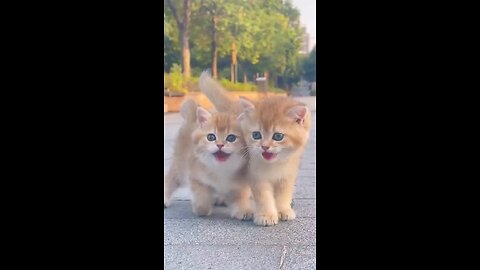 Beautiful cats in video |world Cats| 2023 #cats #funnycats #beautifulcats