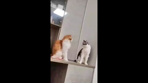 cutie funny 🥰🤣 animals video