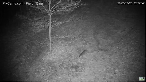 Gray Fox - Field Cam