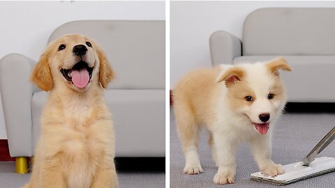 What Cleaning The House with Two puppies Looks Like？