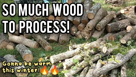 SO Much Wood to Process! - Ann's Tiny Life and Homestead