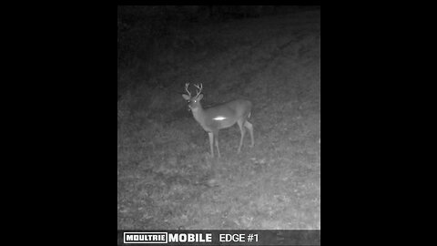 Laser rangefinder flashes showing up on trail cam