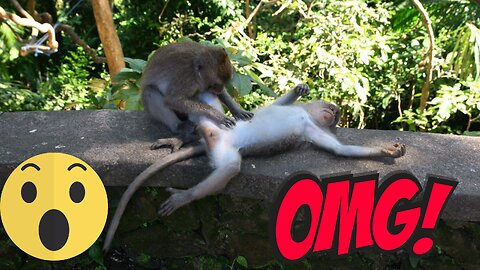 Best Funny Animal Videos of the year (2023), funniest animals ever. cute animals video