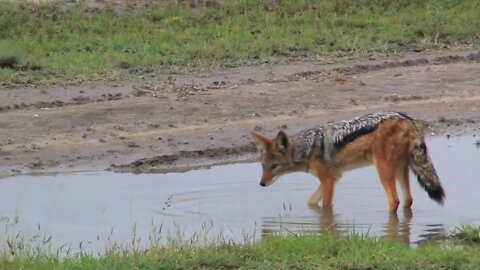 Jackal drinking water smooth