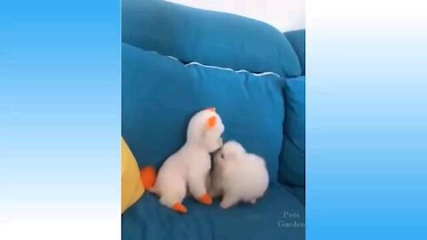 Funny animal video