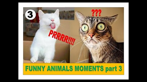 FUNNY ANIMALS MOMENTS 2023