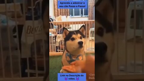 🤣 Vídeos Engraçados de CÃES 😂🐶 PARTE 4 #shorts