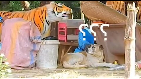 Funny animal video