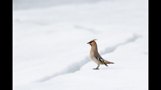 Cedar Waxwing