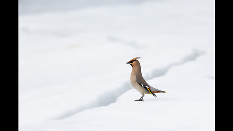 Cedar Waxwing