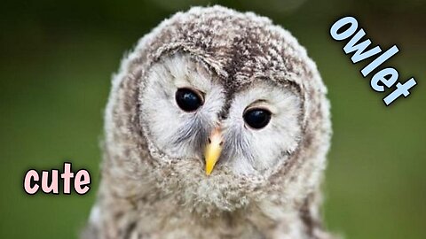 Cute owl