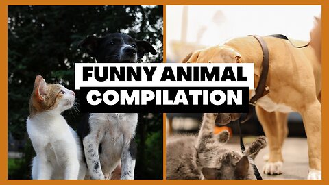 Hilarious Hijinks of Hilarious Animals! 😂 Funny Animal Compilation