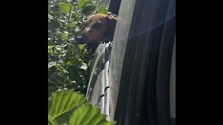 Dogs attack trees with cuteness