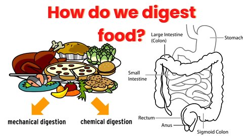 Digestive System - How do we digest food?