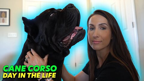 Cane Corso Day In Life - Raw Diet - Training - Exercise