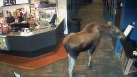 Moose helps itself to popcorn at Alaska movie theater