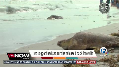 Two loggerhead sea turtles released back into the wild