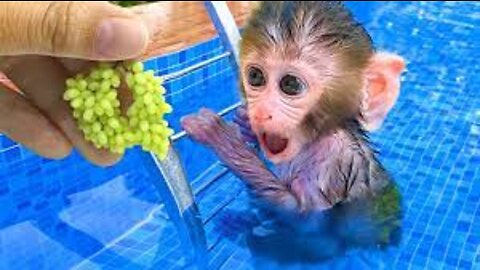 Baby monkey Bon Bon playing with So cute duckling roll down a slide full of koi fish