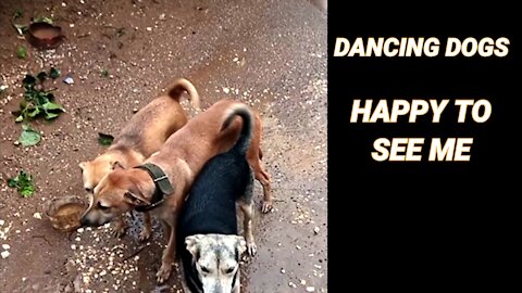 DANCING DOG'S TAILS