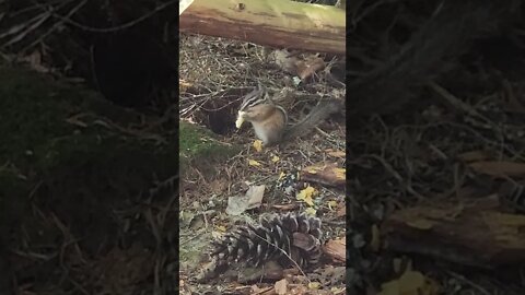 sugar lake chipmunk found a cracker #camping #BritishColumbia #Canada