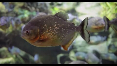 Piranha (Colossoma macropomum) in an aquarium (3)