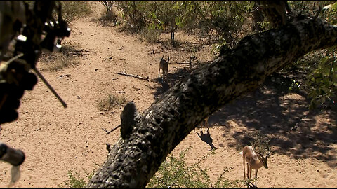 Bowhunting Africa's Impala