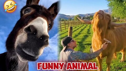 Animal Funny video . Funny Animals. Animals Funny Moment