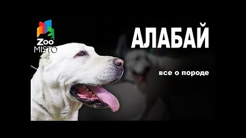 📹 Алабай - Все о породе собаки | Собака породы - Алабай →