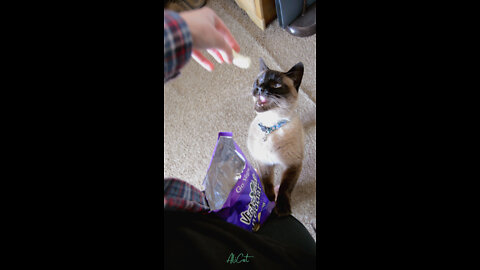 Cat begs for cheese puff and gets stuck