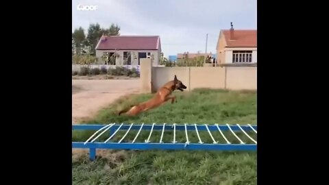 🐕 O salto do pastor belga | Malinois #shorts #malinois2022