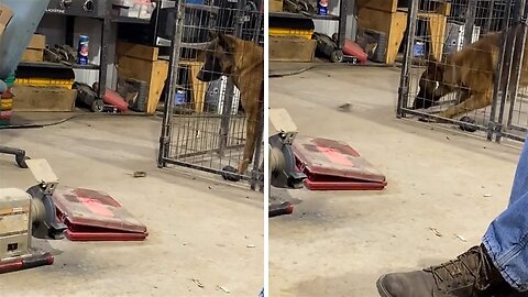 Mouse nearly caught by curious dog in hilarious cage encounter