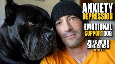 Depression, Anxiety - Cane Corso As Emotional Support Dog? Living With a Cane Corso Ep. 02