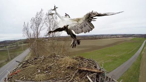 Check Out Nature's Raw Side In This Wild Wildlife Compilation!