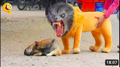 Troll Prank Dog Funny & fake Lion and Fake Tiger Prank To dog & Huge Box Prank to dog